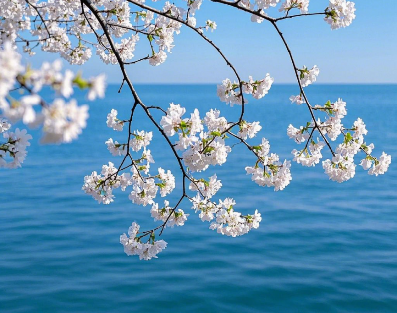 踏青出游，佳通轮胎质量怎么样？附3月花海打卡指南,